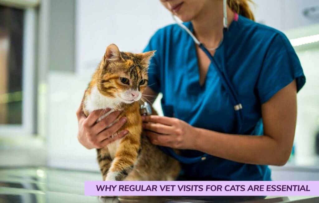 Why regular visits are essential for your feline friend