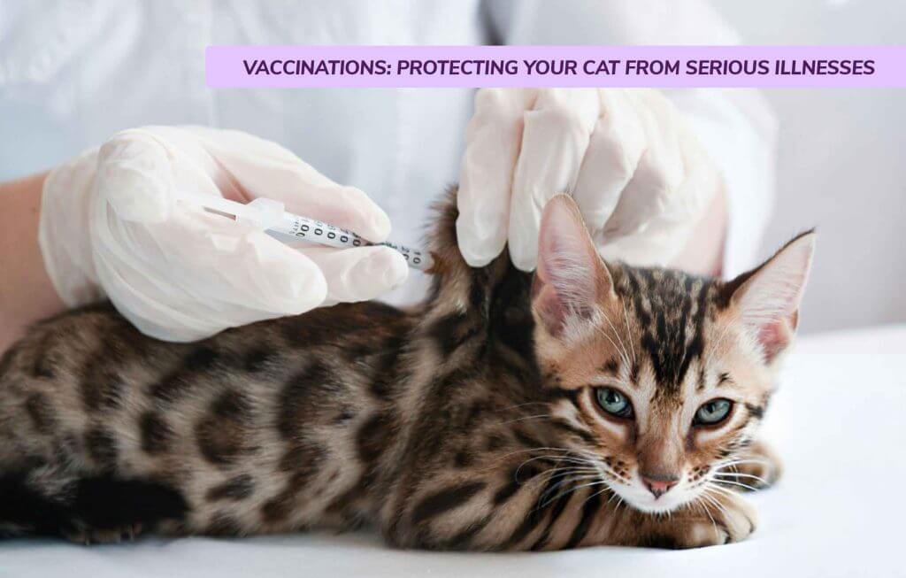 Why regular vet visits are essential for your cats