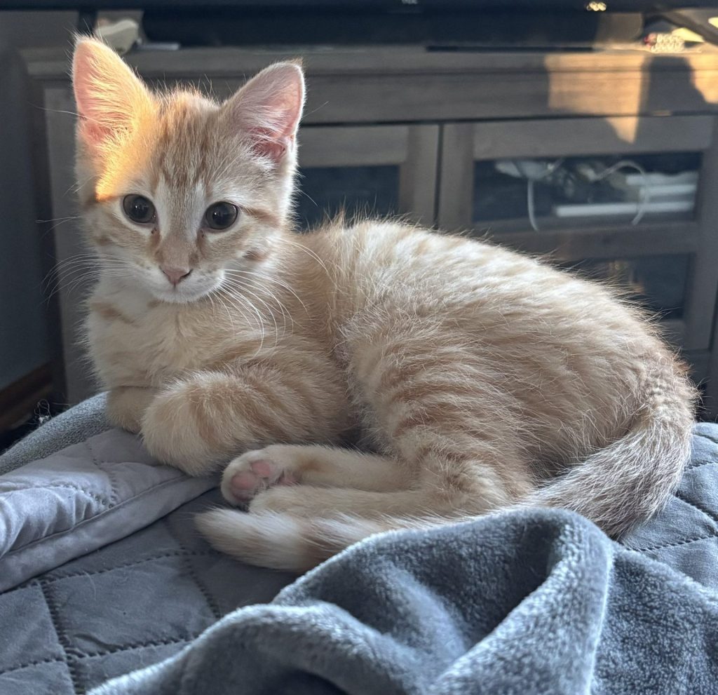 ginger cat American wirehair