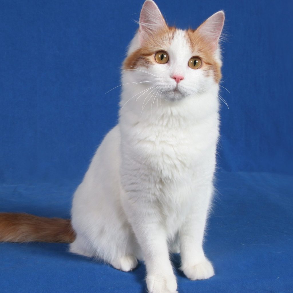 the Turkish van