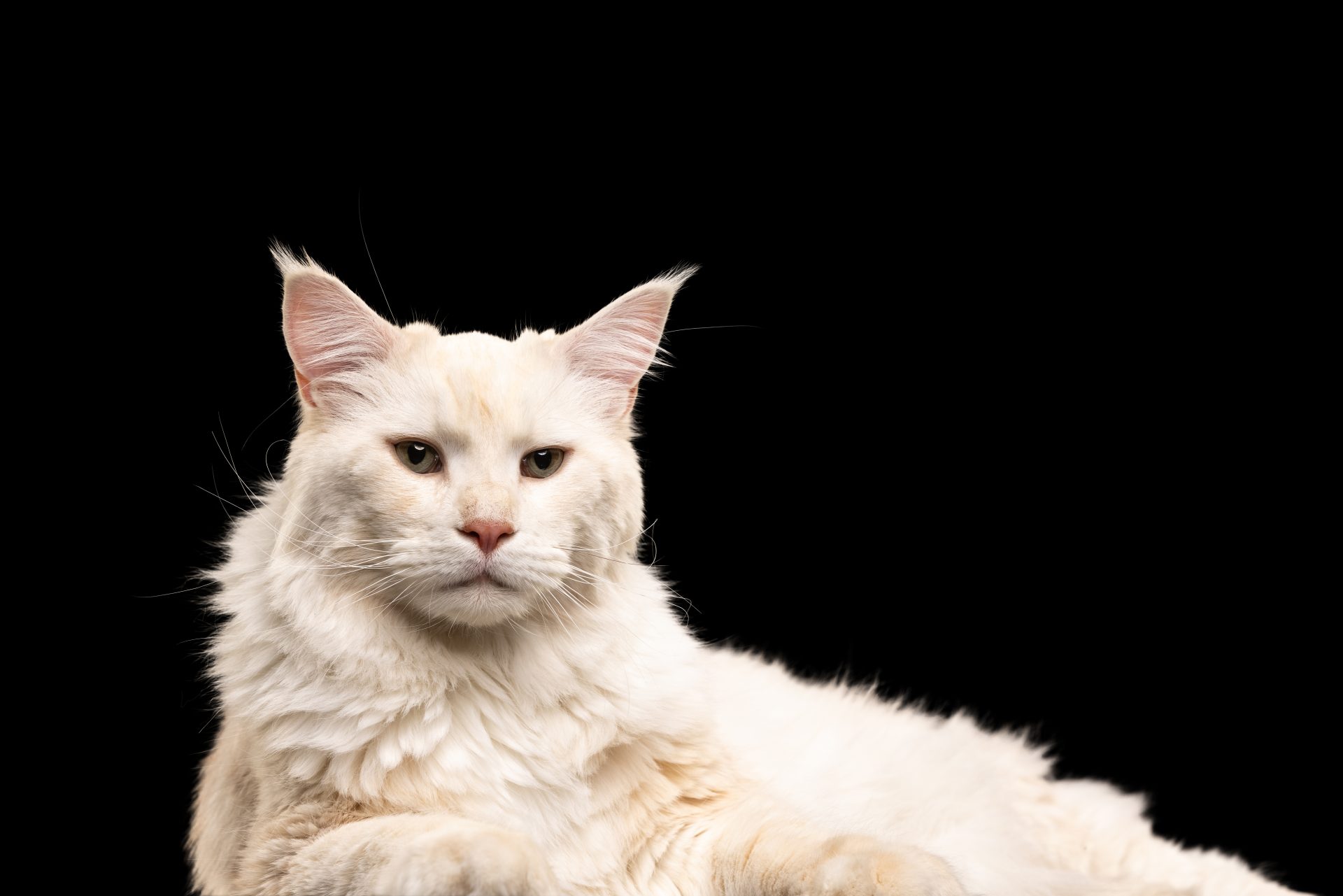 portrait-beautiful-domestic-cat-posing-looking-camera-isolated-black-background