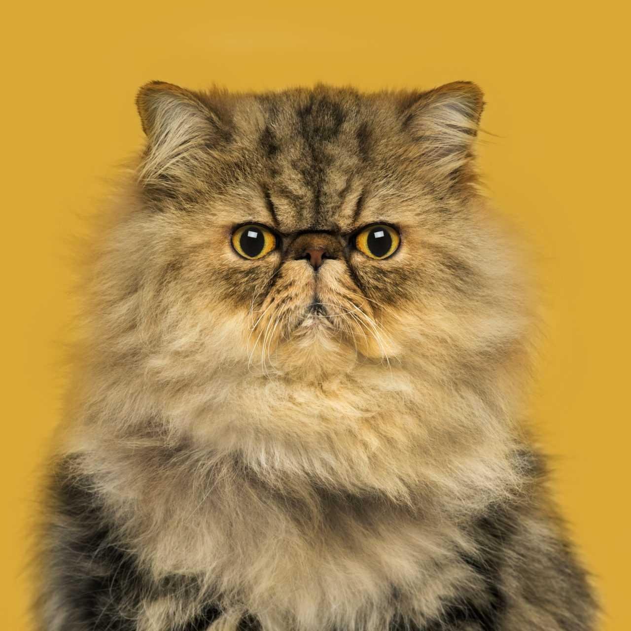 persian cat